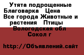 Утята подрощенные Благоварка › Цена ­ 100 - Все города Животные и растения » Птицы   . Вологодская обл.,Сокол г.